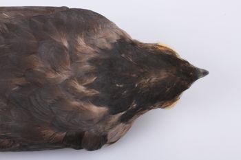 Media type: image;   Ornithology 264683 Description: Photograph of specimen: Head.;
